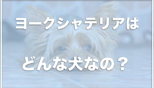 ヨークシャテリアを飼って後悔！？性格が悪いのがデメリットなのか調査！