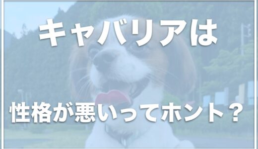 キャバリアを飼って後悔！？性格が悪い？斜視でかわいくないのか飼ってる芸能人も調査！