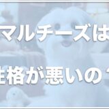 マルチーズは性格が悪い？毛が抜ける？凶暴化して捨てたいという人もいるのか調査！