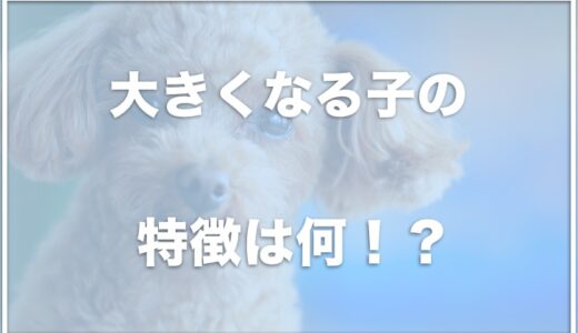 トイプードルの大きくなる子の特徴は？小さい子の特徴や体重表を調査！