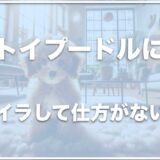 トイプードルを殴りたくなる・むかつくならもう危ない！子犬が狂ったように暴れる場合の対処法もチェック